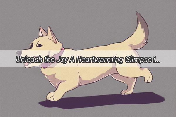 Unleash the Joy A Heartwarming Glimpse into the Gifts of a Samoyeds Heart